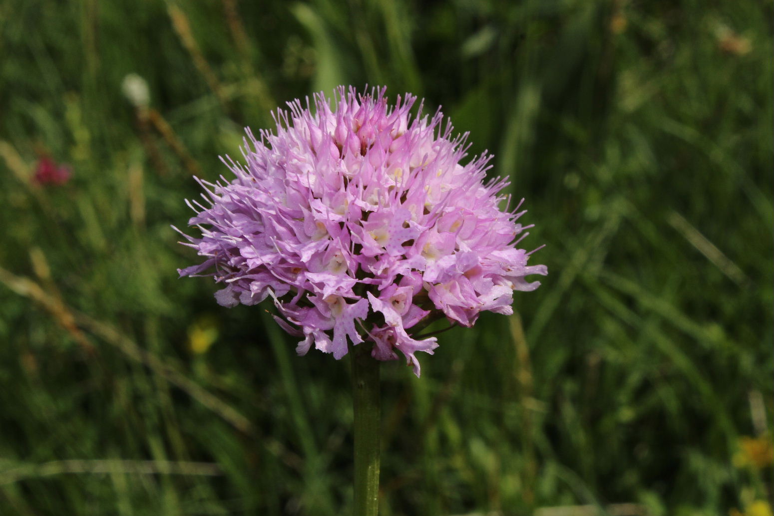 Orchidee Alpi Cuneesi